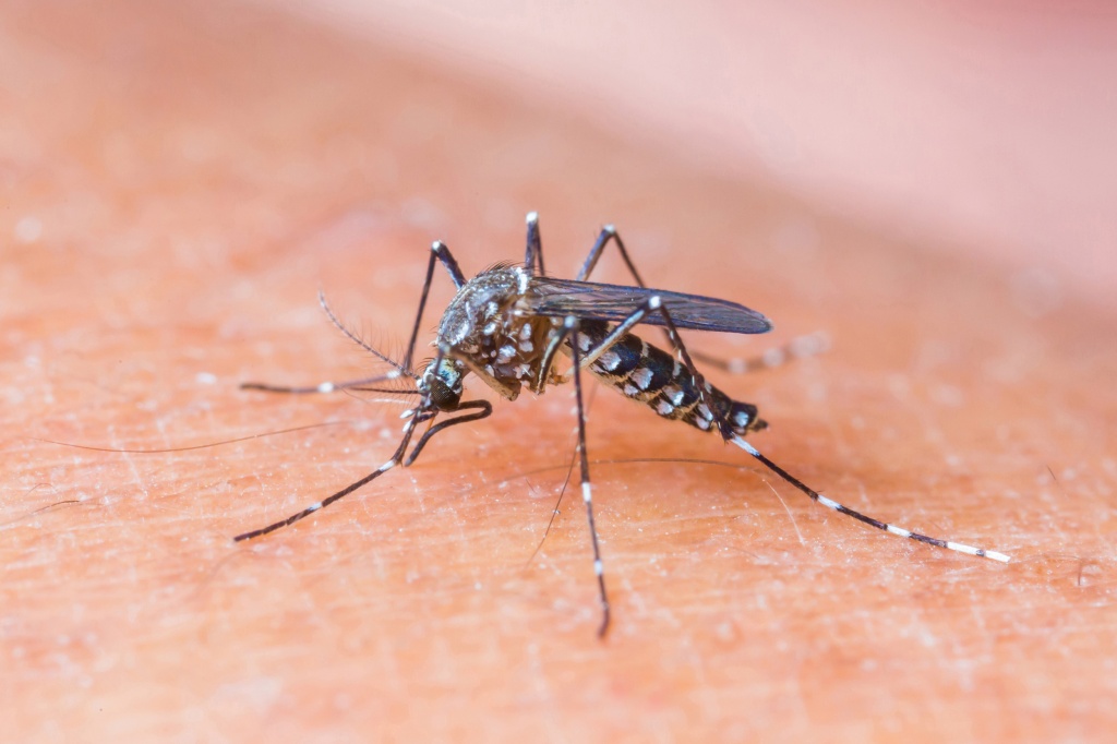 аллергия на укус комара фото