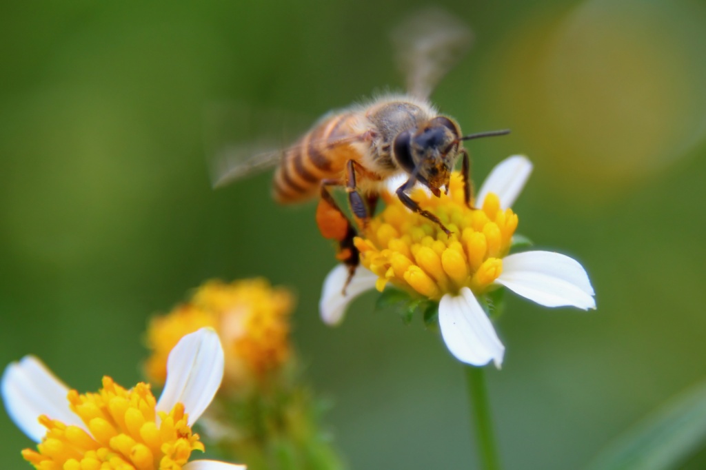 аллергия на пчел - фото пчелы