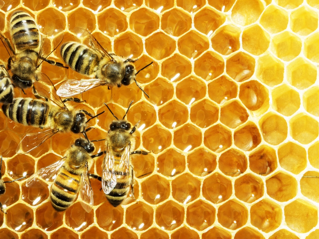 Что принимать при аллергии на укус пчелы thumbnail