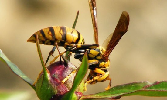 аллергия на укус осы - фото осы