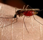 aллергия на укусы комаров
