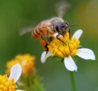 аллергия на пчел